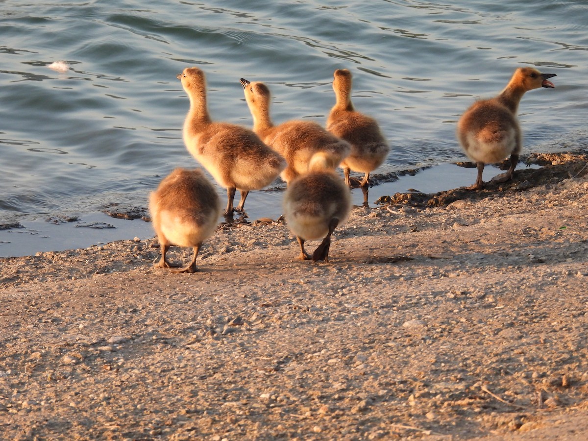 Canada Goose - ML656180785