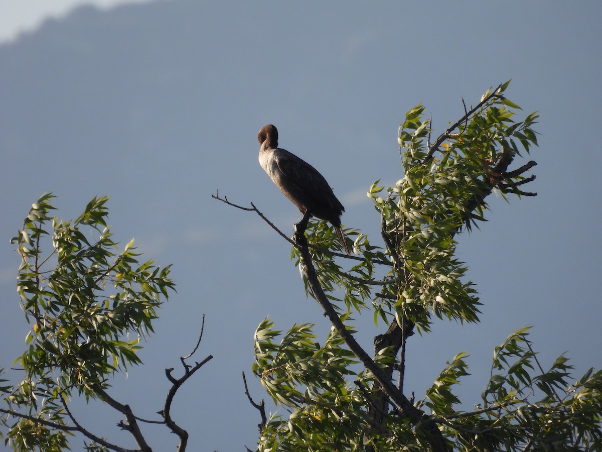 Double-crested Cormorant - ML656180786