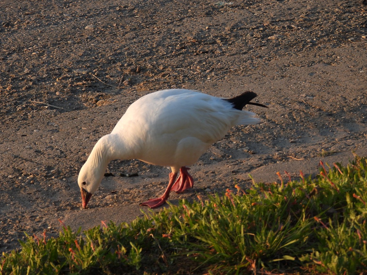 Ross's Goose - ML656180787