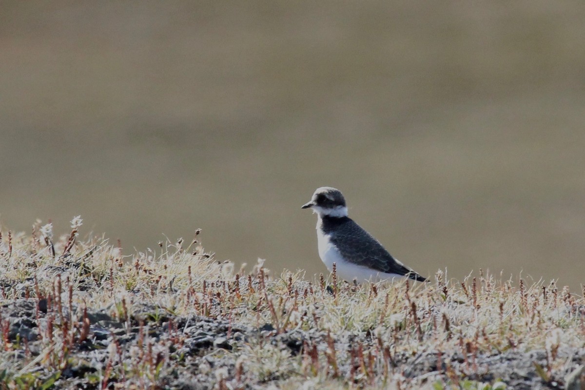 Common Ringed Plover - ML65618171