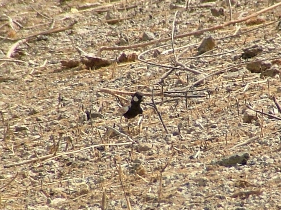 Chestnut-backed Sparrow-Lark - ML656182076