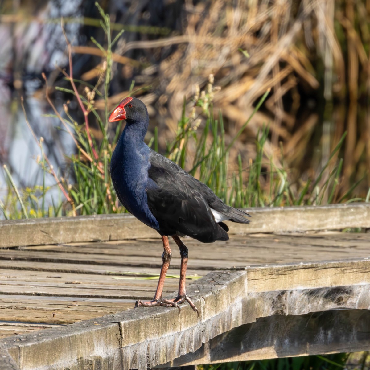 eBird Checklist - 30 Apr 2026 - MacLeod Morass Wildlife Reserve - 17 ...
