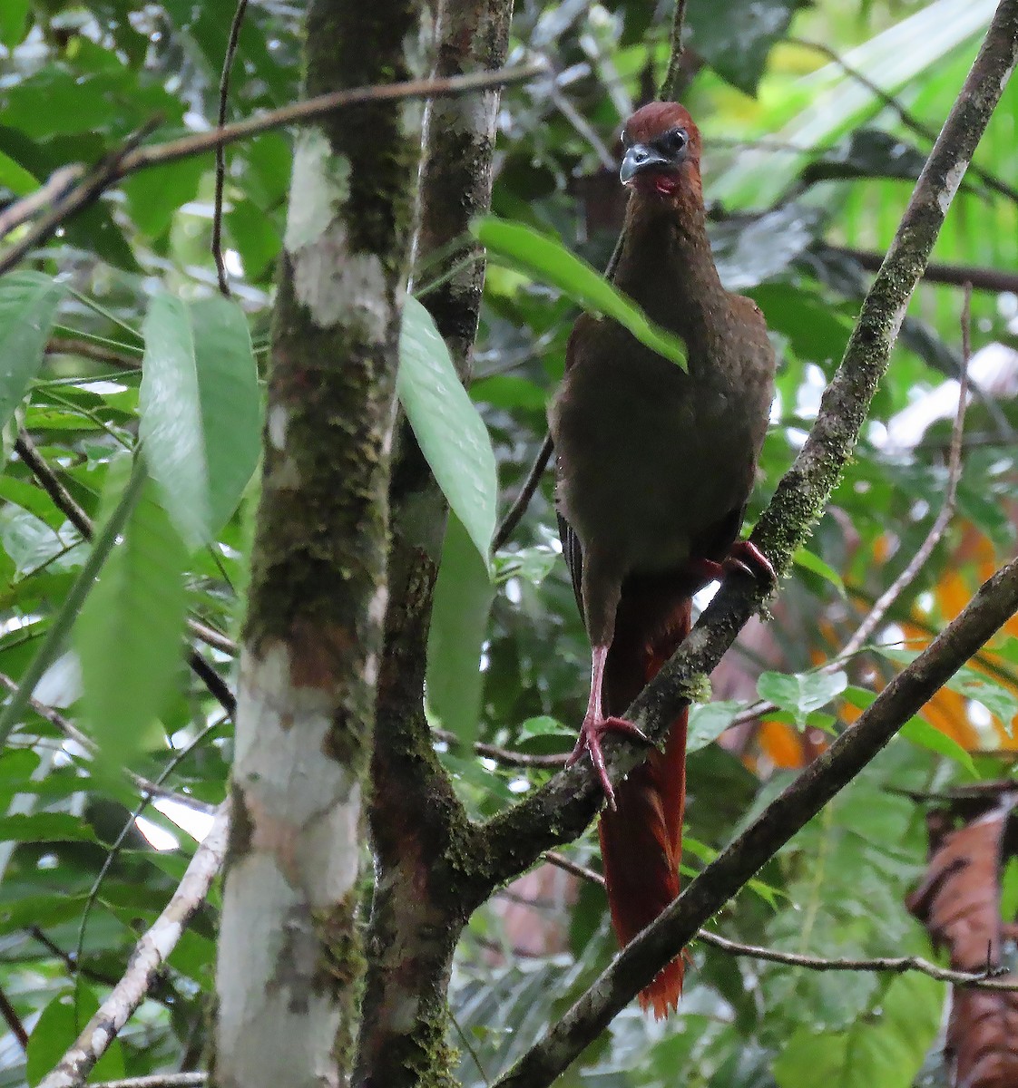 Variable Chachalaca - ML656185390