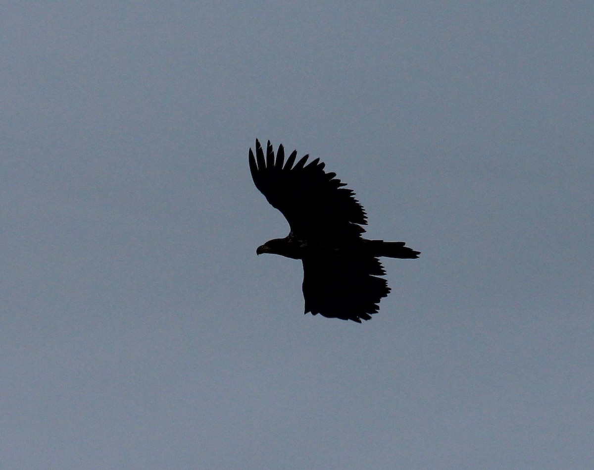 White-tailed Eagle - ML65618541