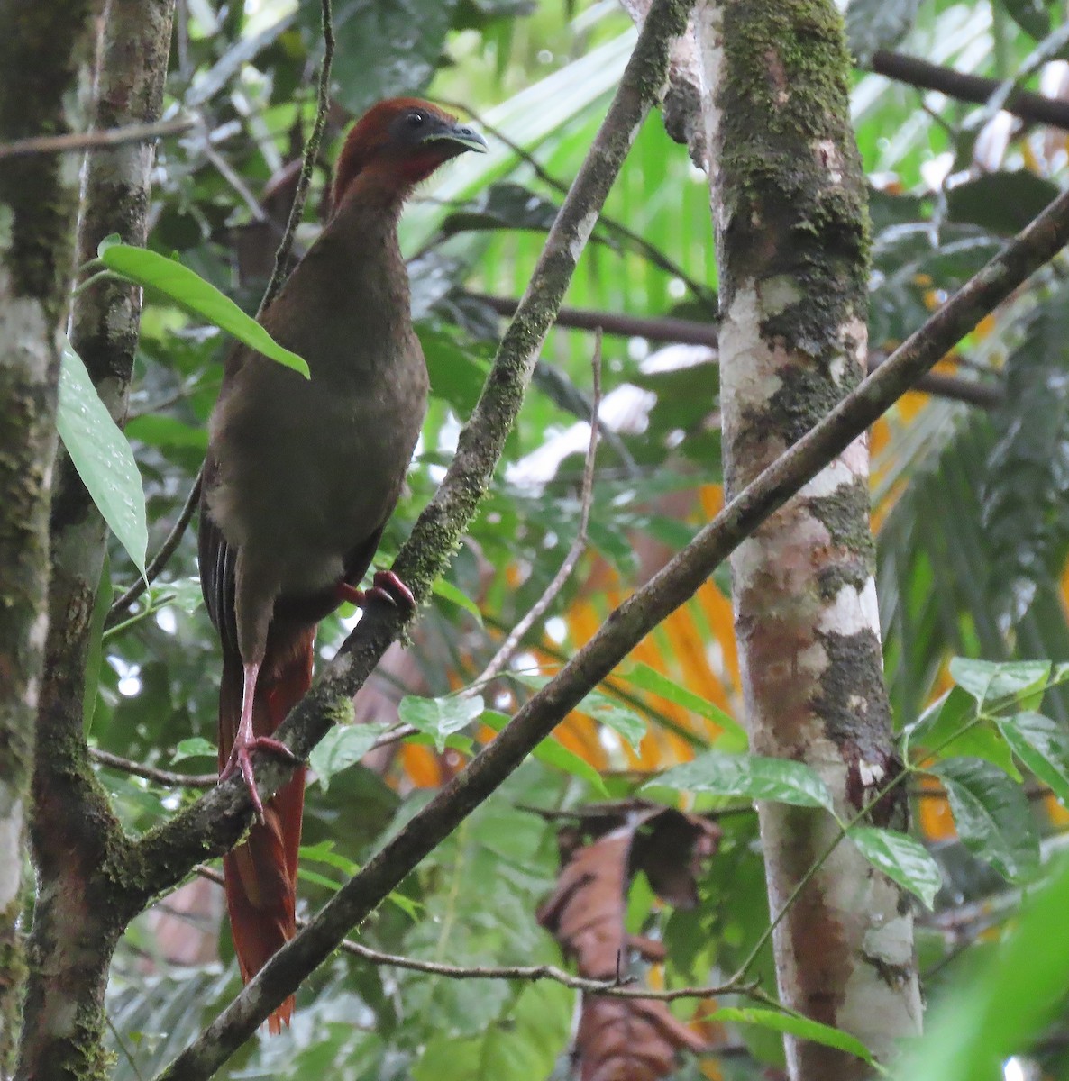 Variable Chachalaca - ML656185413