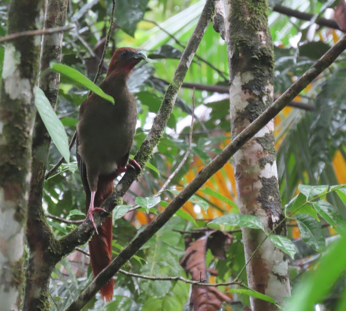 Variable Chachalaca - ML656185524