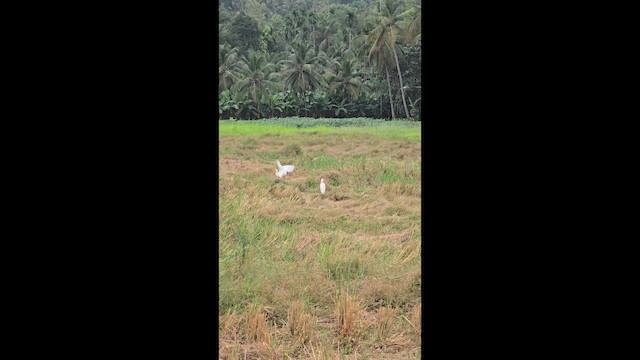 Eastern Cattle-Egret - ML656185927