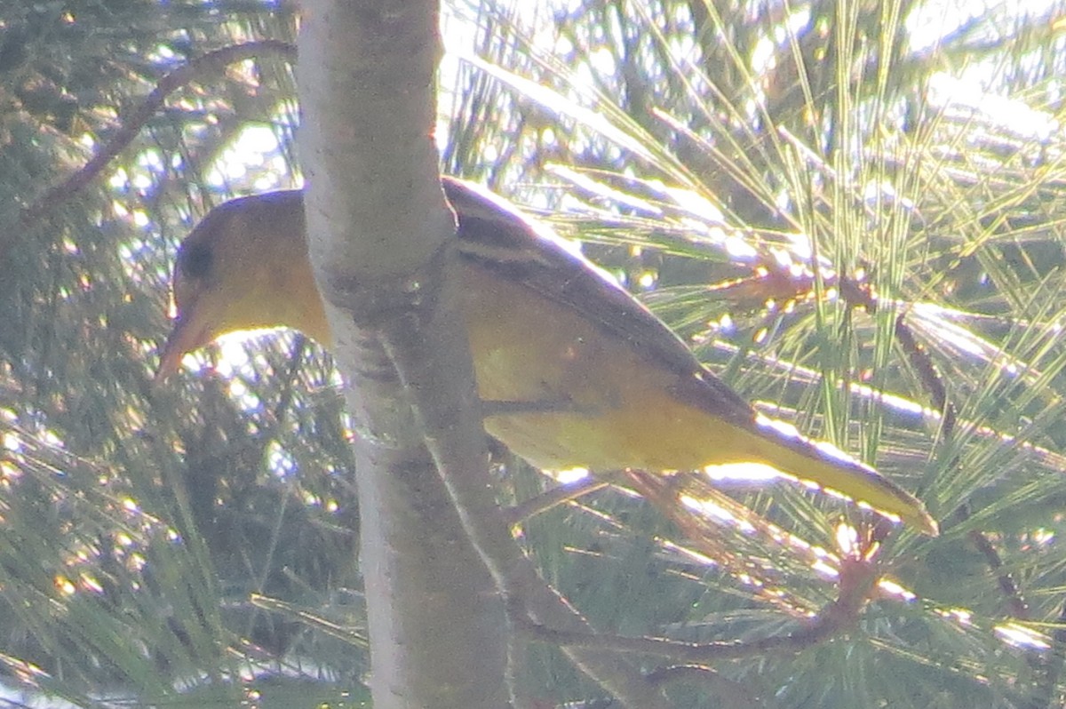 Orchard Oriole - ML65618601