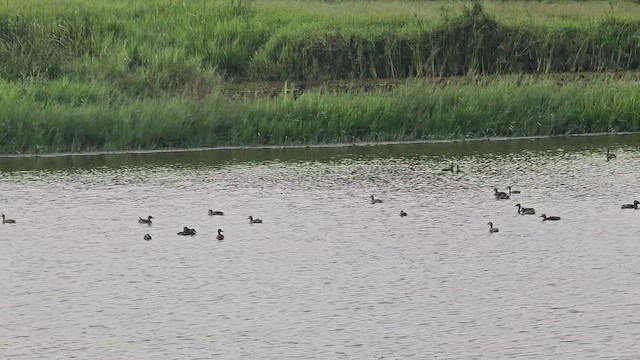Lesser Whistling-Duck - ML656186101