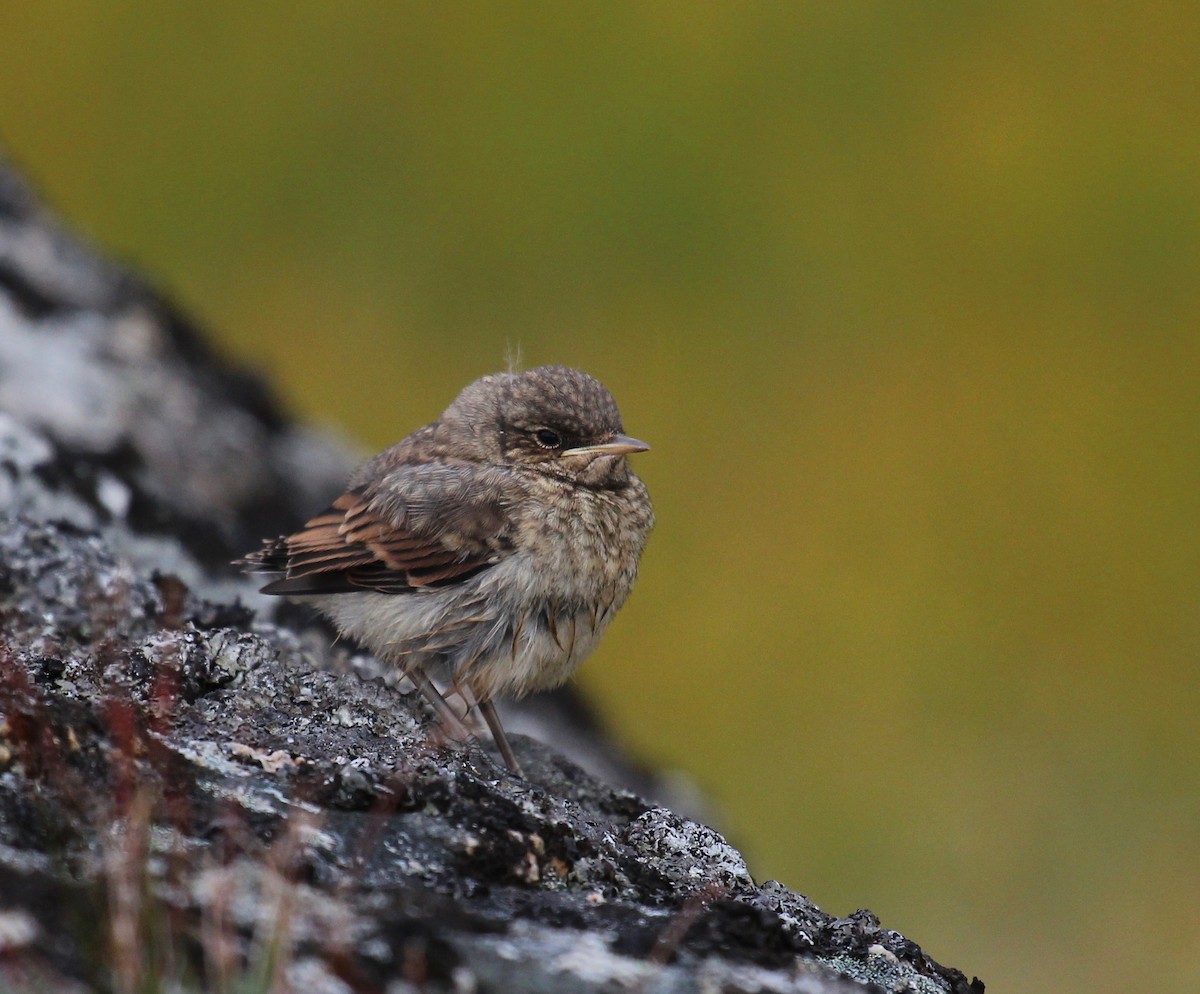 Northern Wheatear (Greenland) - ML65618621