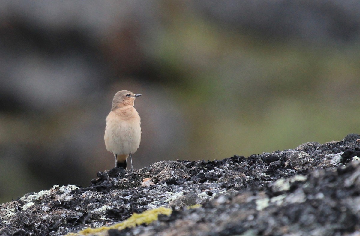 Northern Wheatear (Greenland) - ML65618631