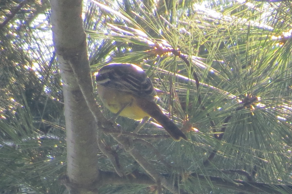 Orchard Oriole - ML65618641