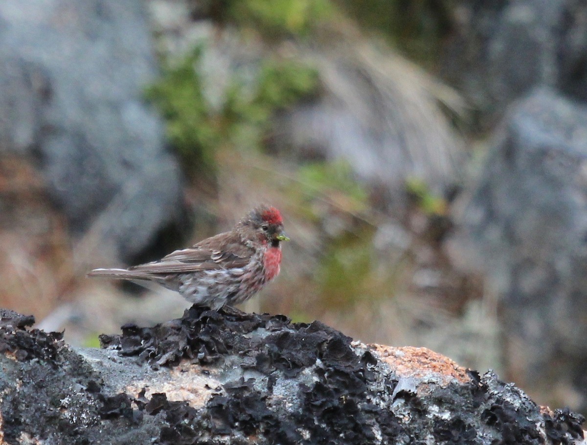 Redpoll (Common) - ML65618681