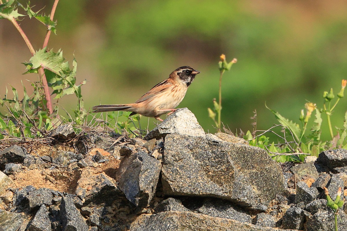 Ochre-rumped Bunting - ML656187022