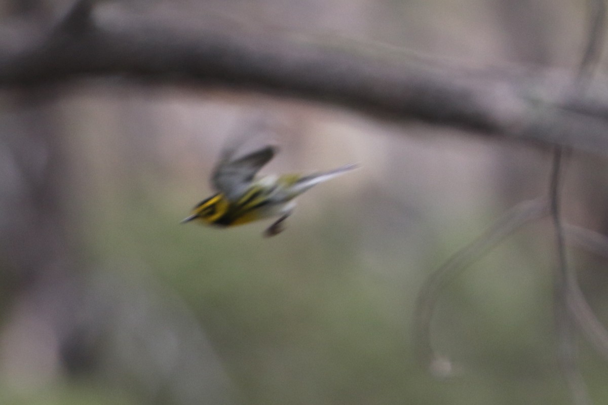 Townsend's Warbler - ML656187650