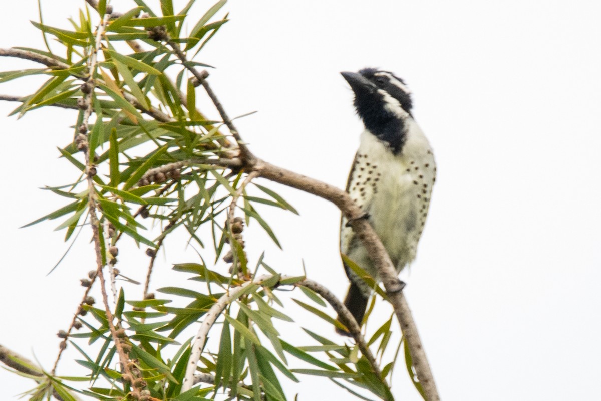 Spot-flanked Barbet - ML656187661