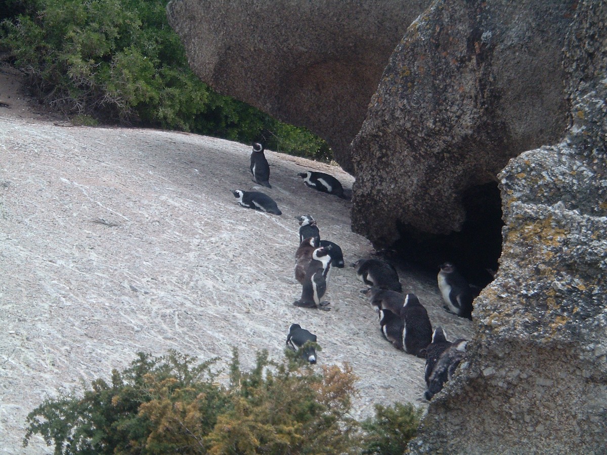 African Penguin - ML656187803