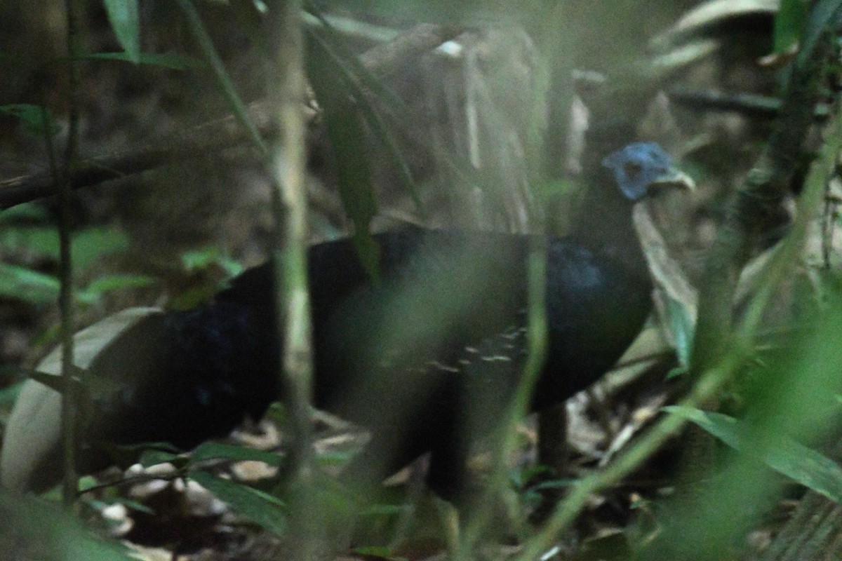 Malayan Crested Fireback - ML656188157