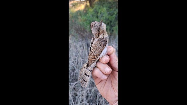 Eurasian Wryneck - eBird