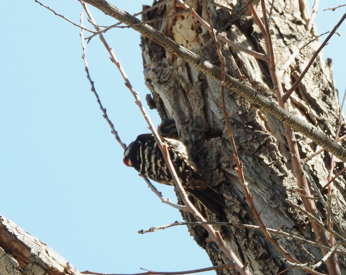 California Bird Atlas Checklist - 28 Apr 2026 - Big Morongo Canyon ...