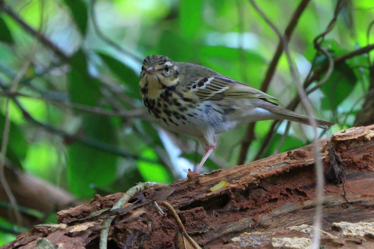 Pipit à dos olive - ML656190819