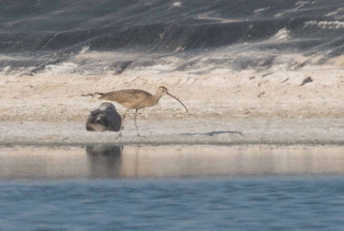 Long-billed Curlew - ML65619321