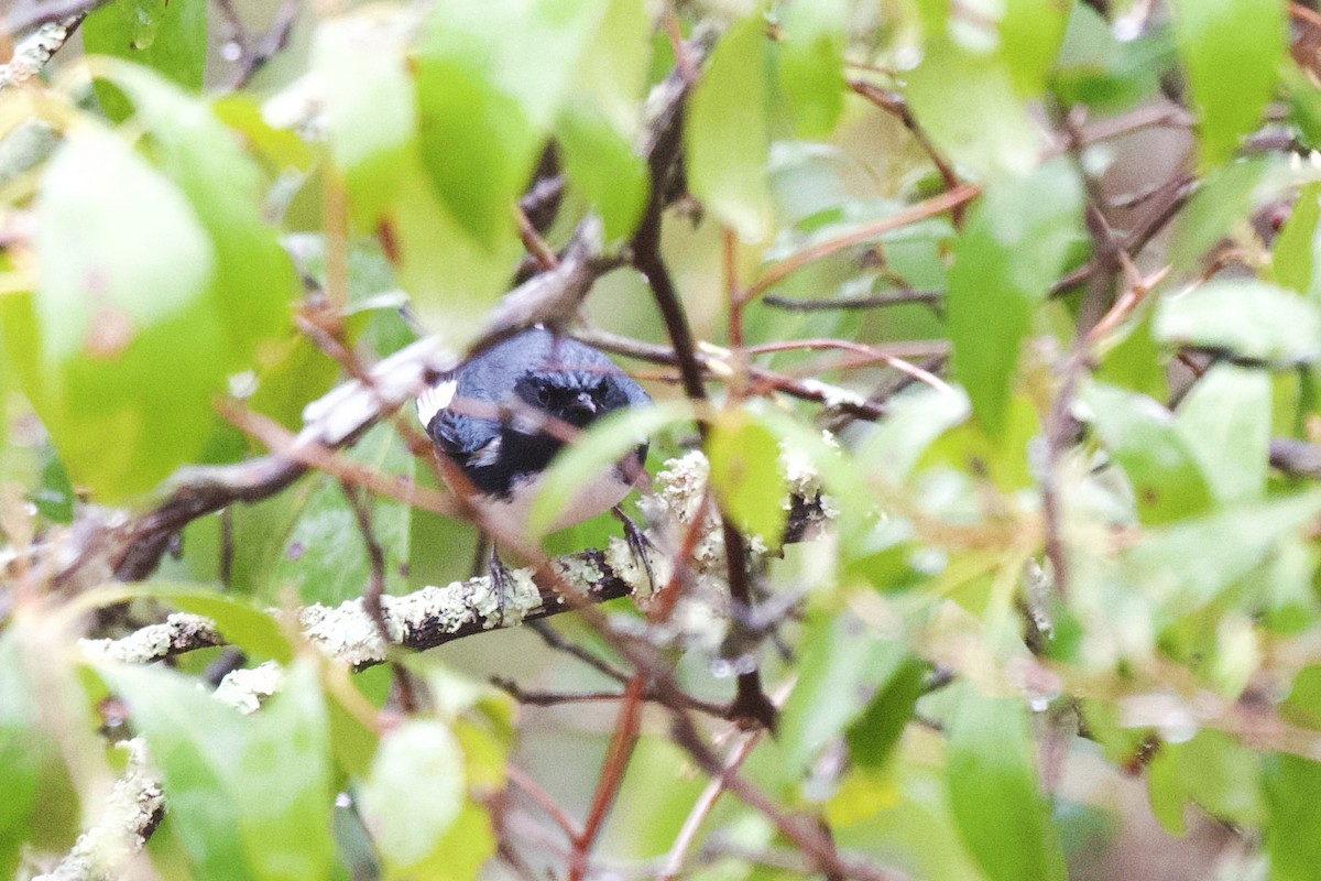 eBird Checklist - 30 Apr 2026 - Long & Ell Ponds Natural Area - 20 species