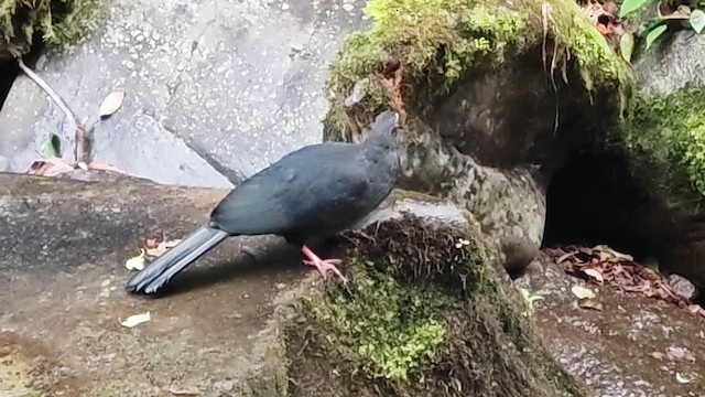 Black Guan - ML656194777