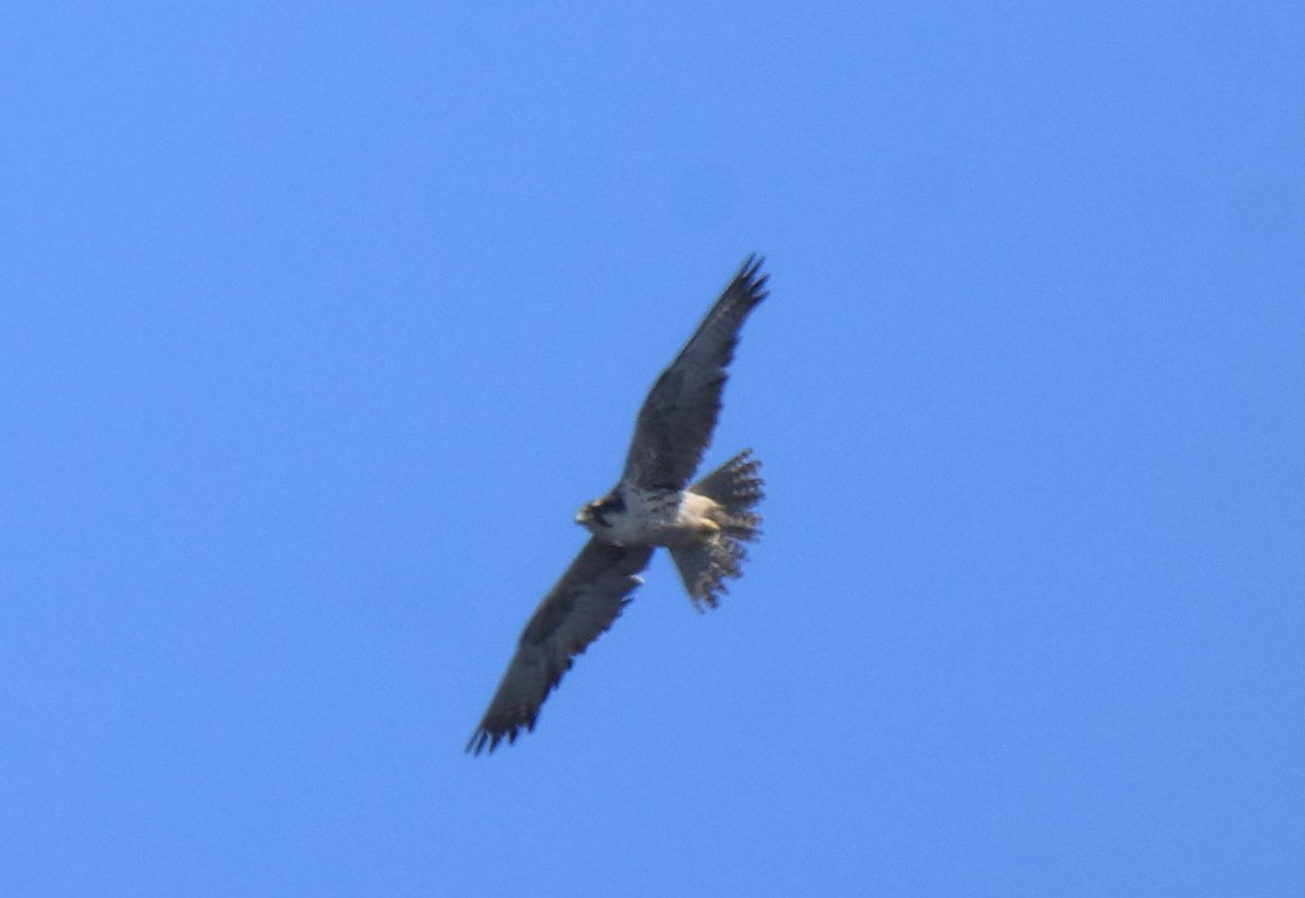 Lanner Falcon - ML656194905