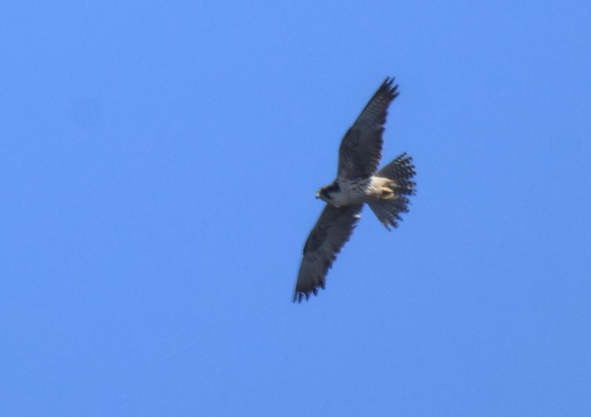 Lanner Falcon - ML656194906