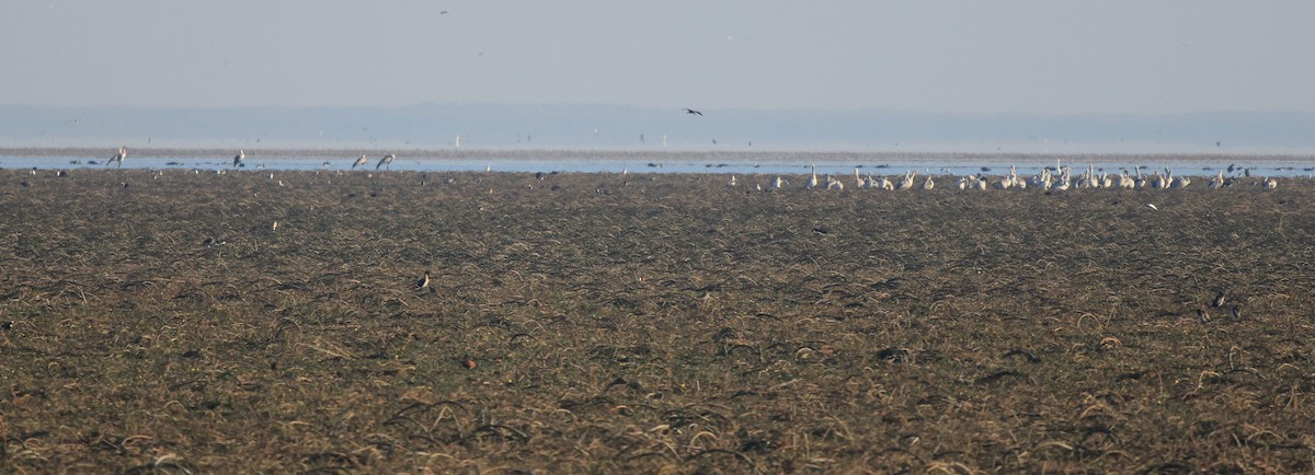 Wattled Crane - ML656194980
