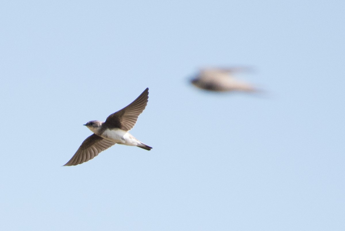 Bank Swallow - ML65619671