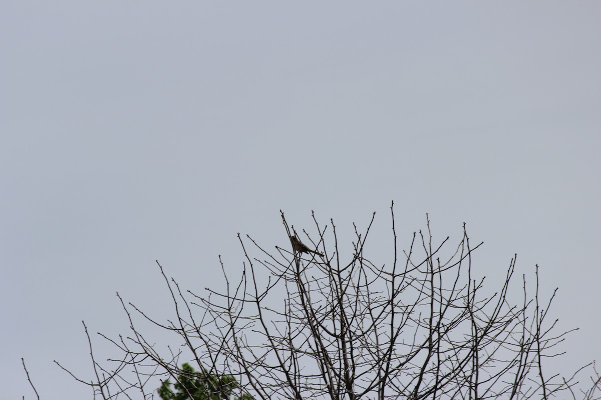 Northern Mockingbird - ML656197197