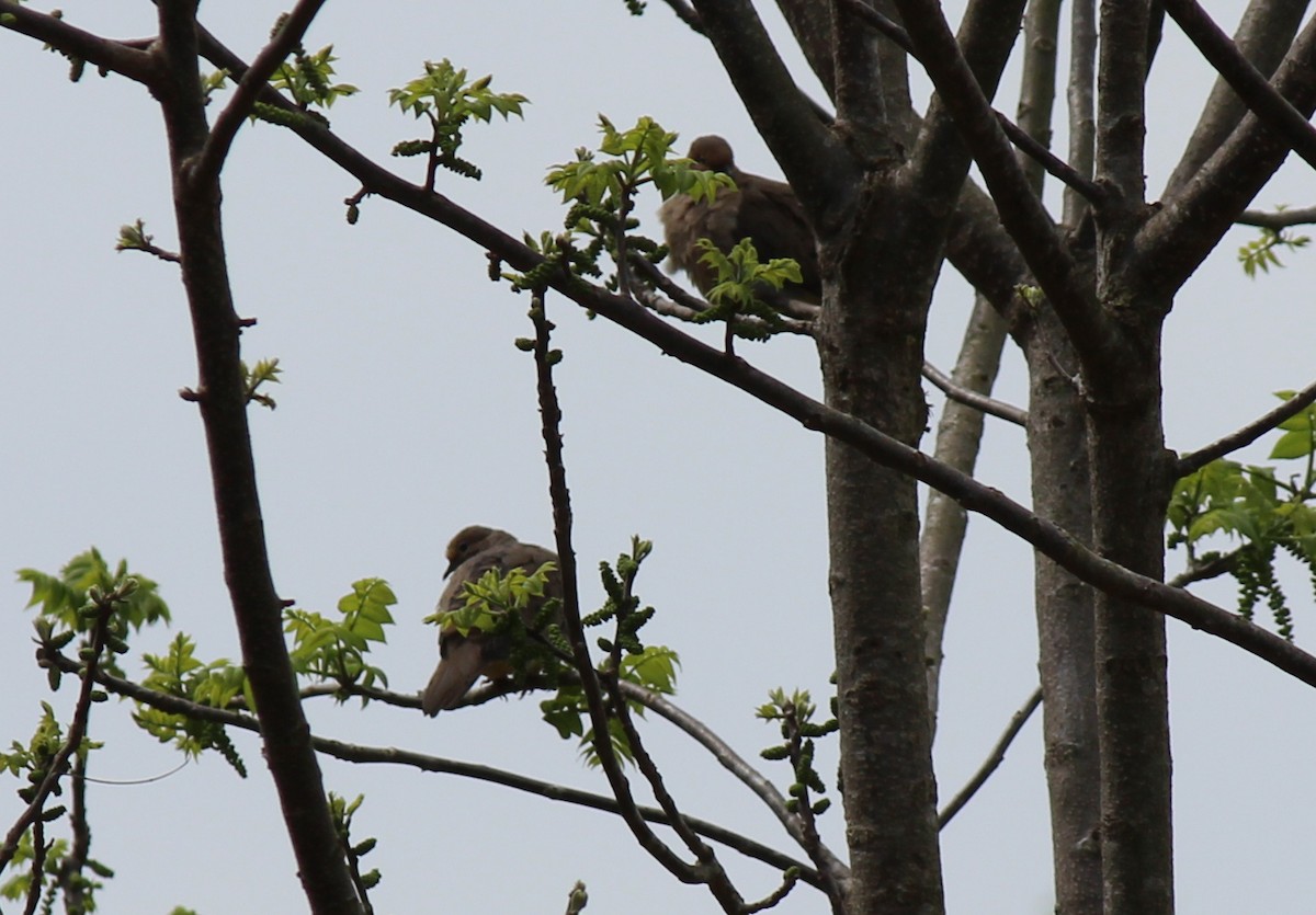 Mourning Dove - ML656197315