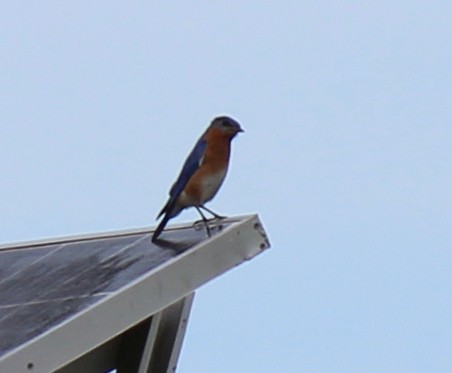 Eastern Bluebird - ML656197450