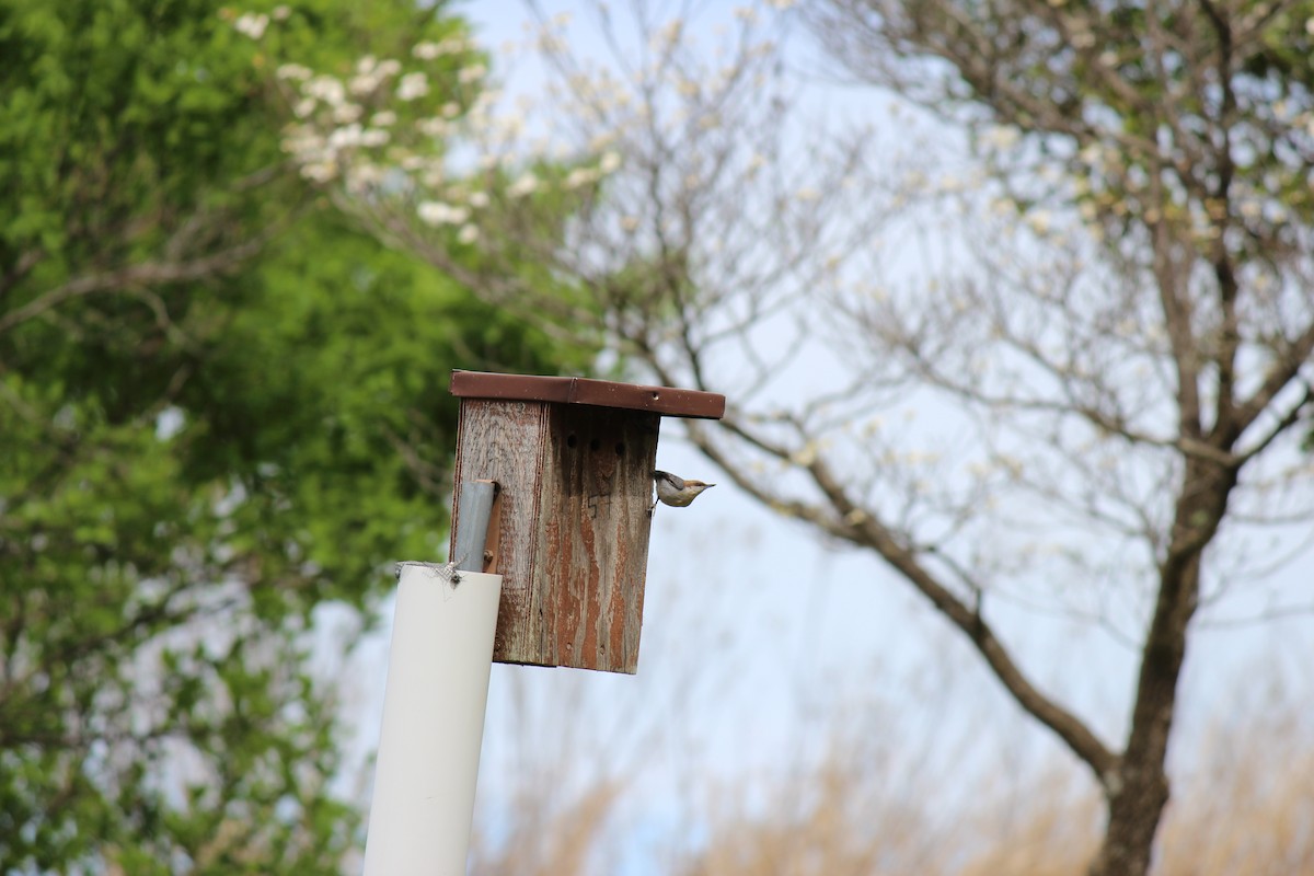 Brown-headed Nuthatch - ML656197453