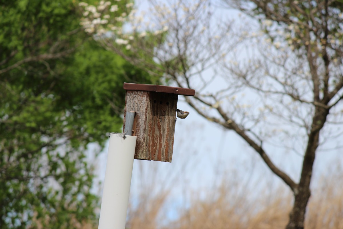 Brown-headed Nuthatch - ML656197454