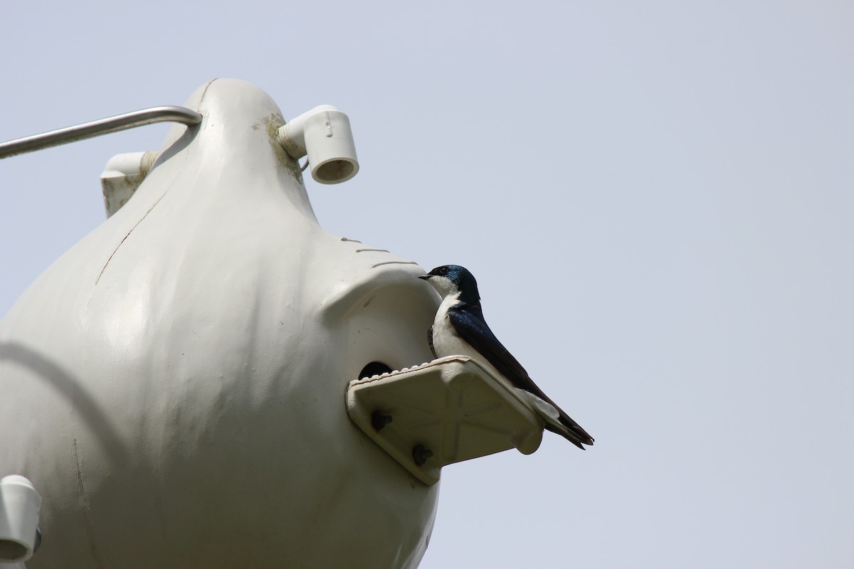 Tree Swallow - ML656197558