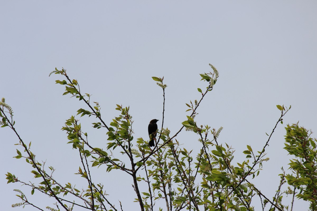 Brown-headed Cowbird - ML656197735