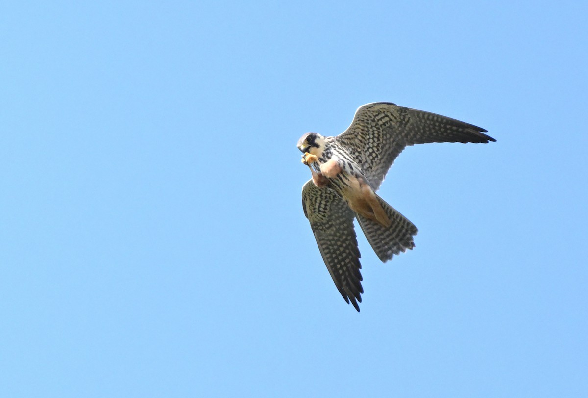 Baumfalke - ML656198534