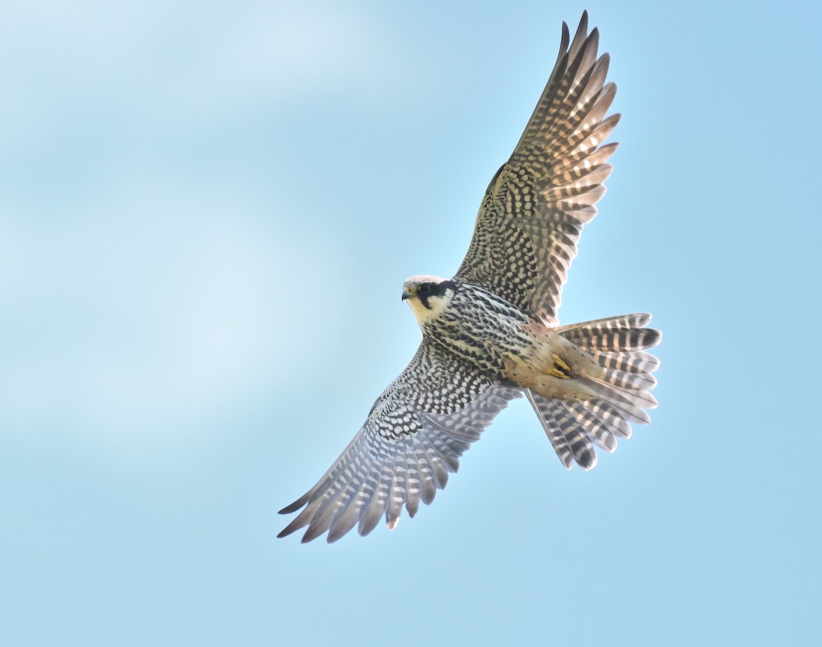 Baumfalke - ML656198535