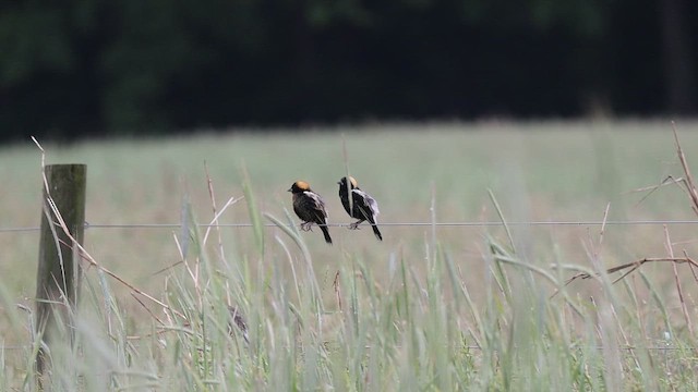 bobolink - ML656198550