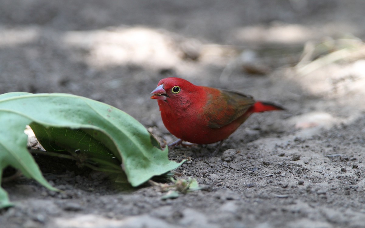 Red-billed Firefinch - ML65619931