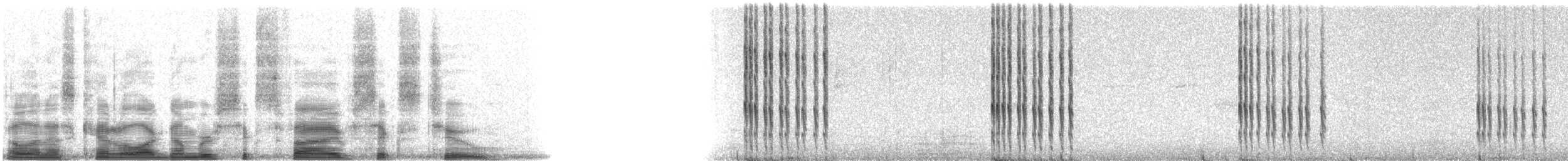 Belted Kingfisher - ML6562