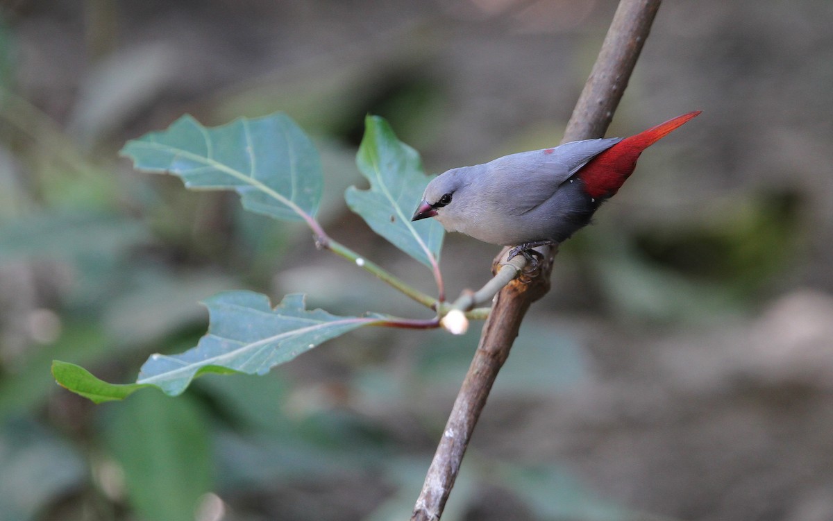 Lavender Waxbill - Christoph Moning