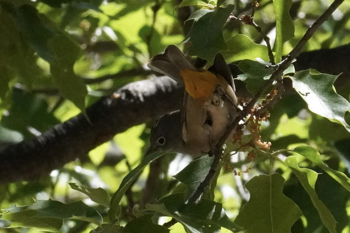 Colima Warbler - ML656200544