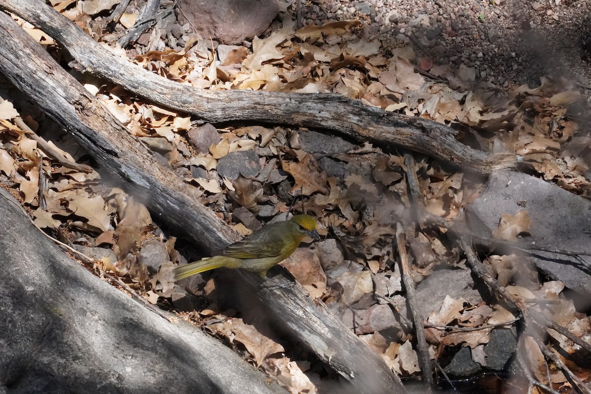 Hepatic Tanager - ML656200553