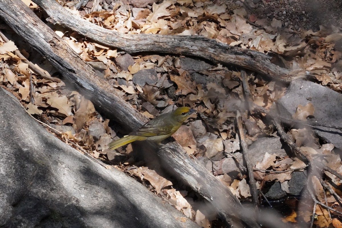 Hepatic Tanager - ML656200554