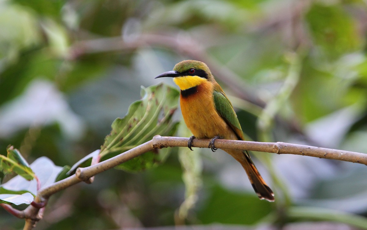 Little Bee-eater - ML65620171