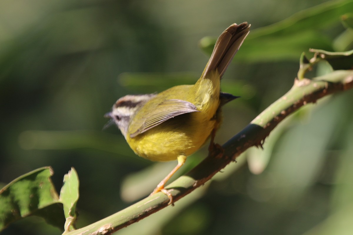 Golden-crowned Warbler - ML656201742